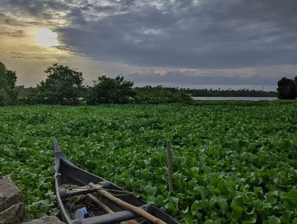🏞️ 고치 현립 이케 공원(고치켄리쓰이케코엔) 이미지 5